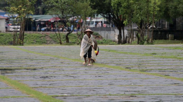 vietnam, buffle, chapeau vietnamien, rizières