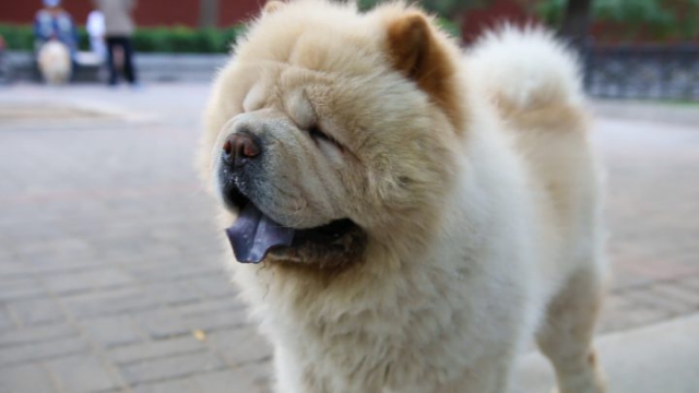 Chine, Pékin, Hutongs, chow-chow